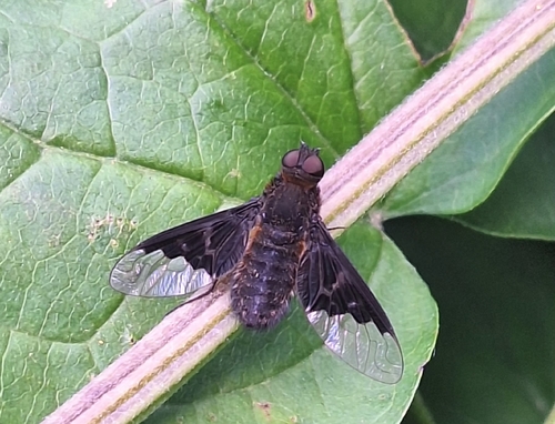 Black Banded Bee Fly