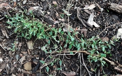 Chenopodium nutans nutans