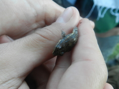 Leptodactylus latinasus