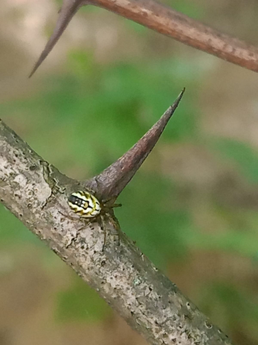 Cricket-bat Orbweaver