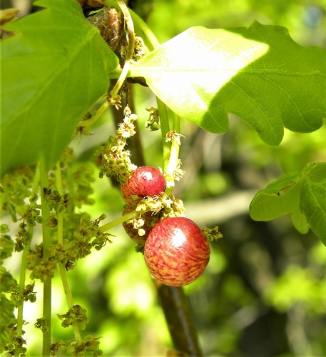 Common Spangle Gall Wasp