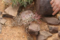 Euphorbia lignosa