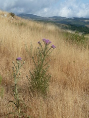 Onopordum illyricum illyricum