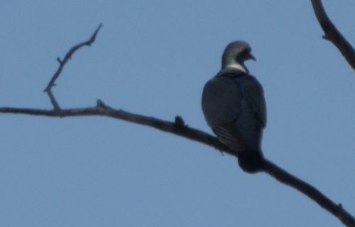 Common Wood-Pigeon