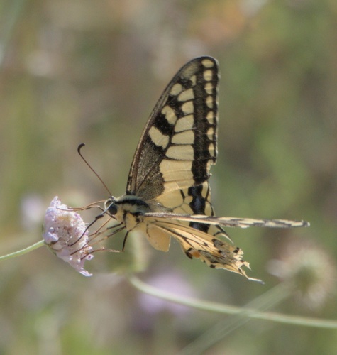 Old World Swallowtail