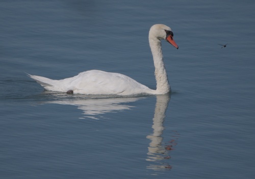 Mute Swan