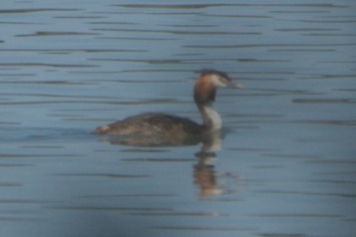 Great Crested Grebe