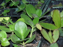 Crassula multicava multicava