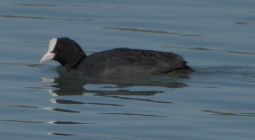 Eurasian Coot