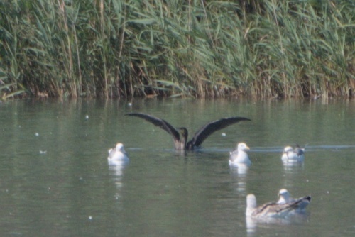 Great Cormorant