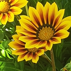 Gazania × splendens