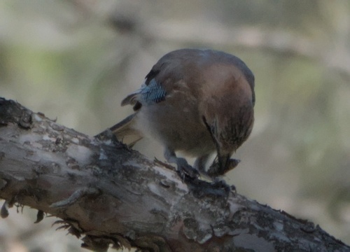 Eurasian Jay