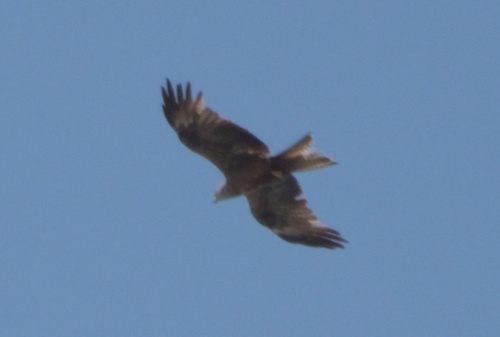 Black Kite