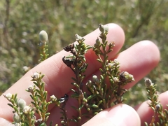 Phylica cephalantha