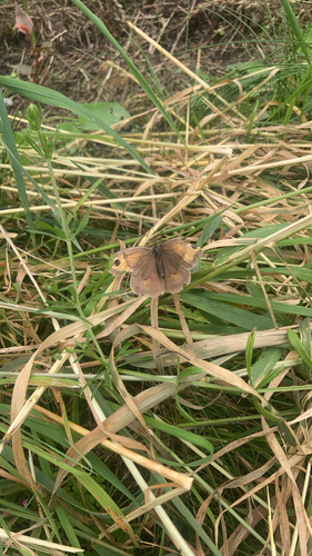 Meadow Brown