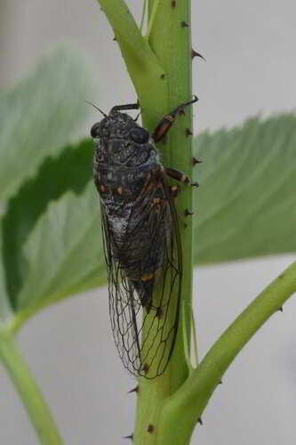 Dimissalna dimissa