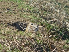 Spermophilus erythrogenys
