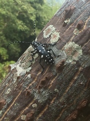 Trenetica lacrymans