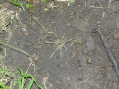 Schizocosa malitiosa