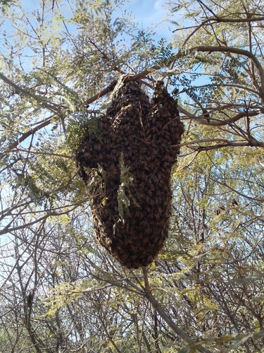 Western Honey Bee