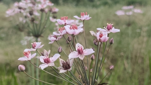 Flowering-rush