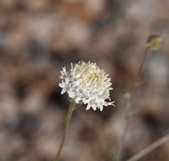 Chaenactis stevioides