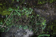 Marchantia emarginata