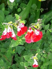 Salvia microphylla microphylla