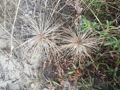 Spinifex