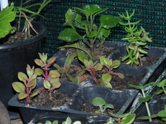 Baculellum articulatum