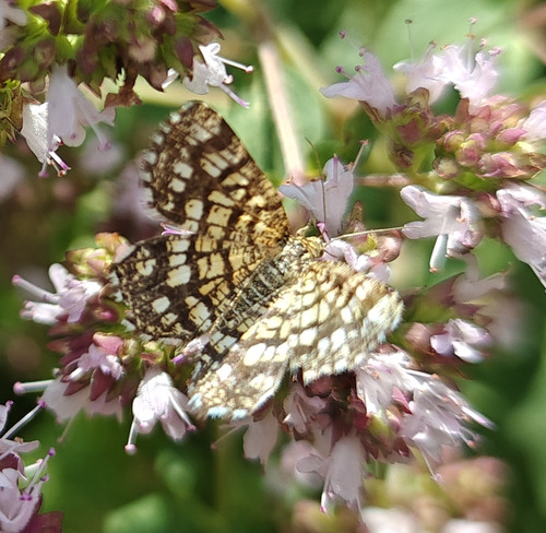 Latticed Heath photo 4