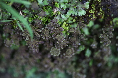 Marchantia emarginata