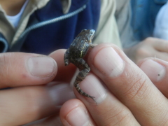 Leptodactylus latinasus