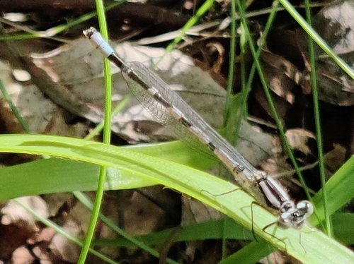 Common Blue Damselfly