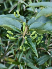 Lonicera acuminata, photograph (c) 雲一百香果, some rights reserved (CC BY)