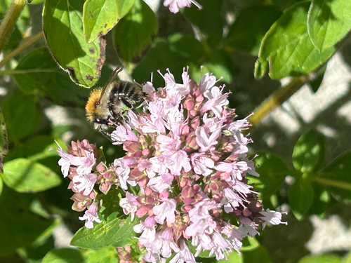 Common Carder Bumble Bee