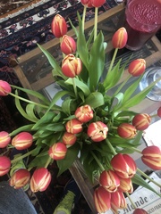 Tulipa