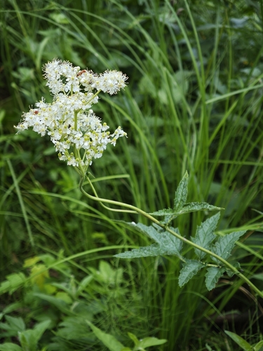 Meadowsweet