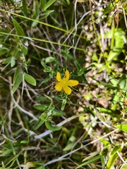 Hypericum nagasawae, photograph (c) 雲一百香果, some rights reserved (CC BY)