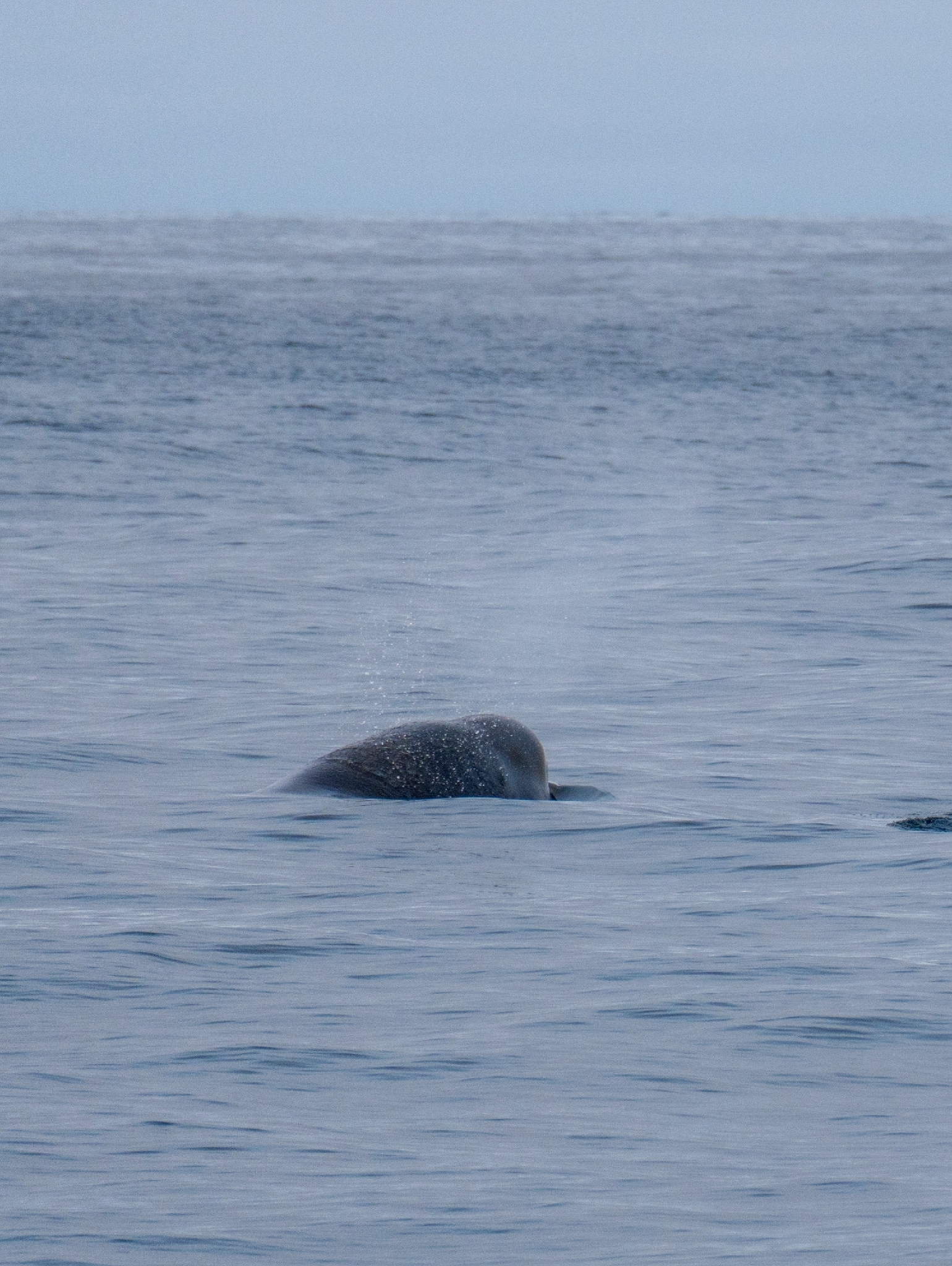 Hyperoodon ampullatus