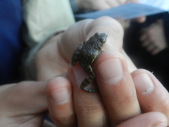 Leptodactylus latinasus