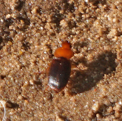 Amphasia interstitialis