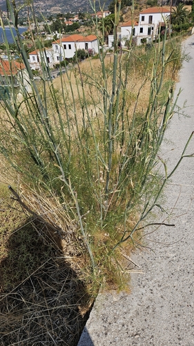 fennel