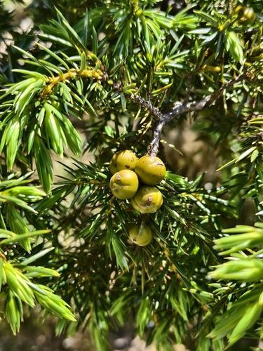 Juniperus formosana, photograph 5