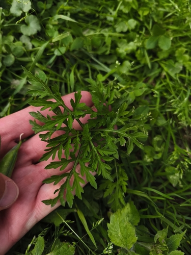 common ragweed