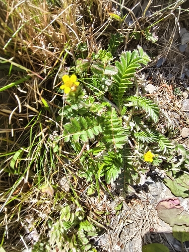 Argentina leuconota, photograph 4