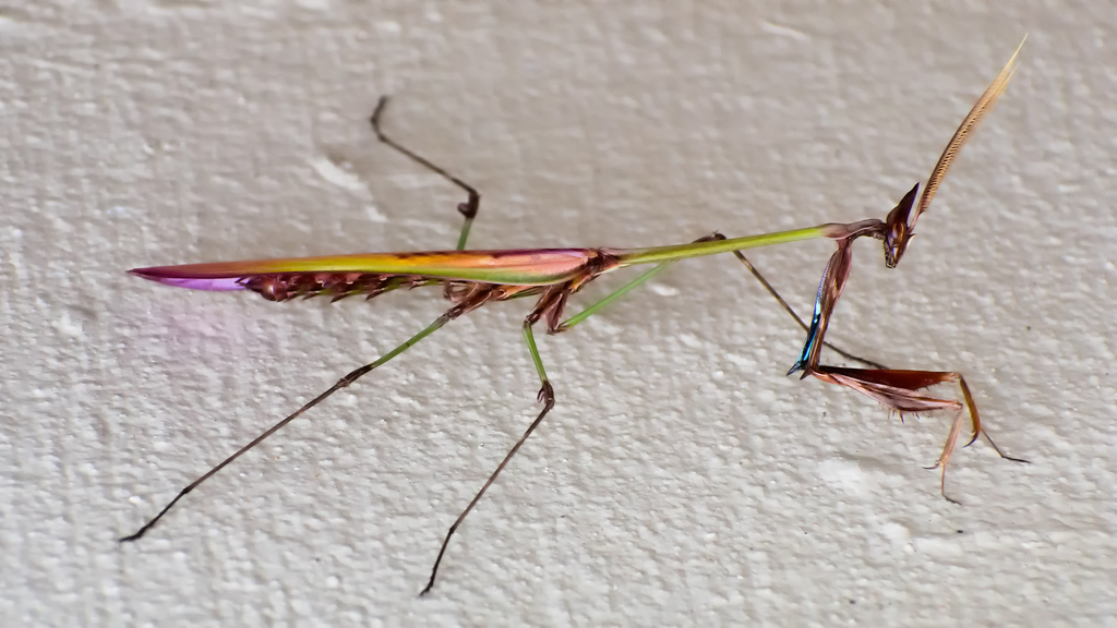 Giant Conehead Mantis from Eastford Glen Knysna, 6570, South Africa on