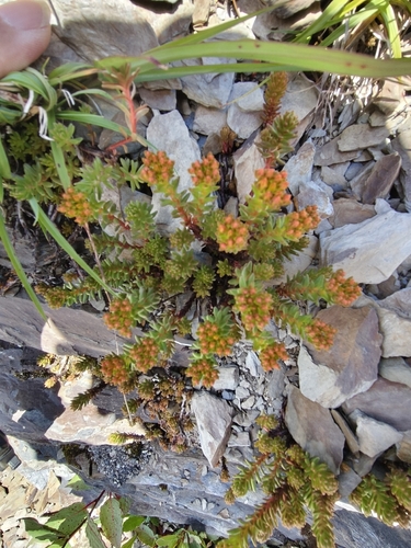 Sedum morrisonense, photograph 4