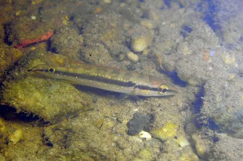 Whitespotted pike cichlid (Crenicichla albopunctata) — Cichlidae — 3