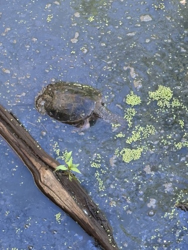 Common Snapping Turtle